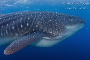 Whale Shark  in Darwing by Alejandro Topete 